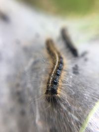 Close-up of plant against blurred background