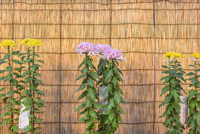 Purple flowering plants against fence