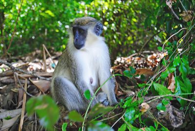 Close-up of monkey