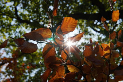 Low angle view of tree