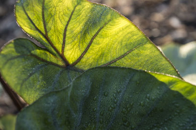 Close-up of leaves