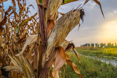 Close-up of plants growing on field