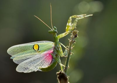 Close-up of butterfly on flower