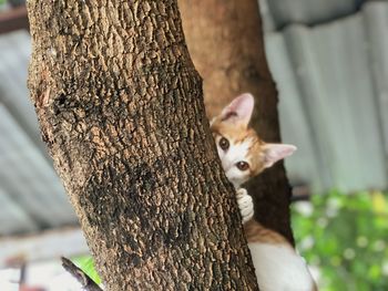 Close-up of a cat on tree trunk