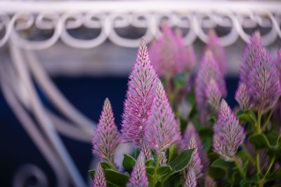 Close-up of pink flowering plants