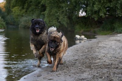 Dogs running on field