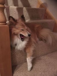 Close-up of dog relaxing at home