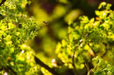 Insect on a tree