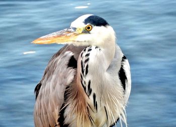 Close-up of a heron