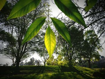 Trees growing in sunlight