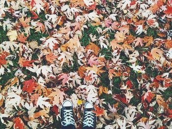 Leaves in autumn