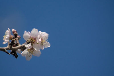 Low angle view of cherry blossoms against clear blue sky