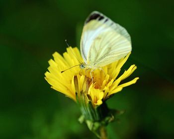 Close-up of insect on yellow flower