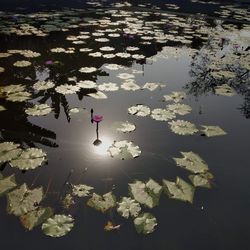 High angle view of water lilies floating on lake