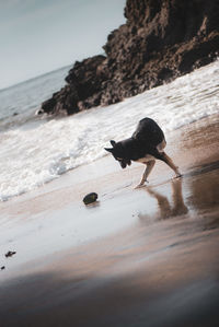 View of crab on beach