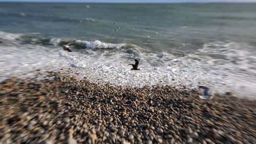 View of crab on beach