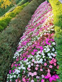 High angle view of pink flowering plant on field