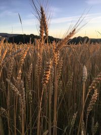 Close-up of wheat growing on field against sky