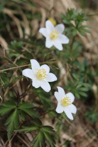 Close-up of white flowers blooming outdoors