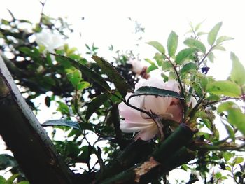 Close-up of butterfly on plant
