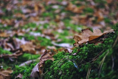 Close-up of leaves on tree