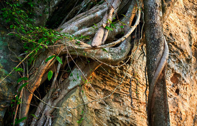 Close-up of roots on tree trunk