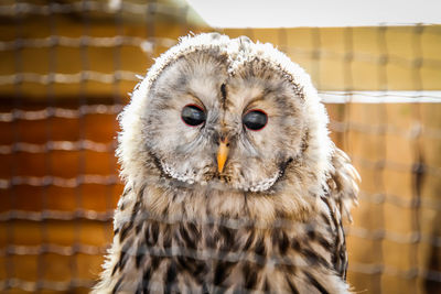 Close-up portrait of owl in cage