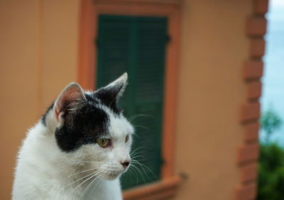 Close-up of a cat head looking away