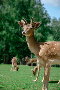 Deer standing in a field