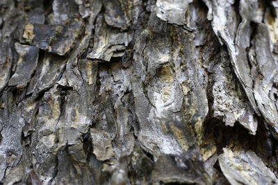 Full frame shot of tree trunk