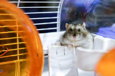 Close-up portrait of a cute hamster in cage