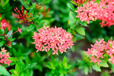 Close-up of pink flowering plants in park