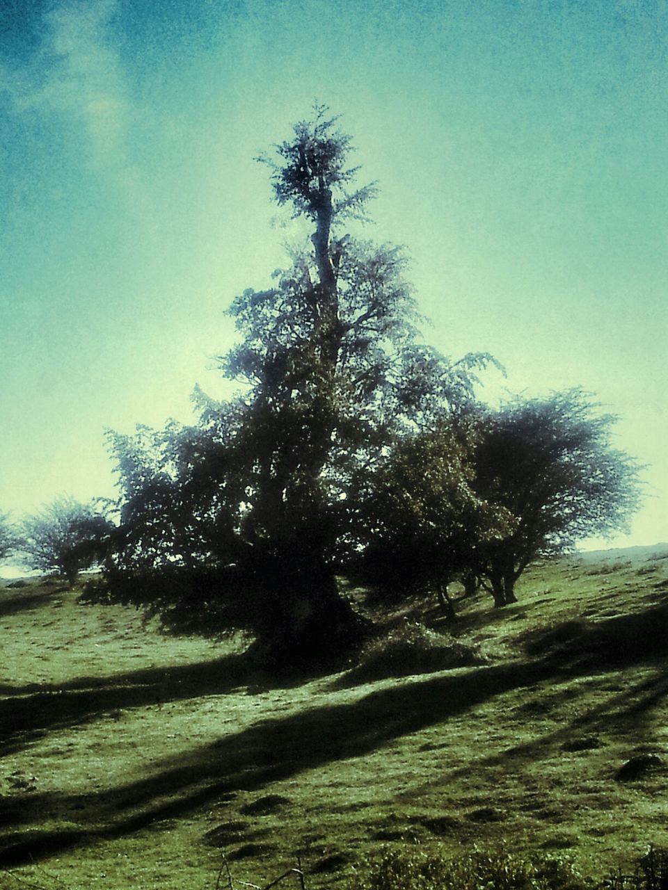 tree, tranquility, sky, tranquil scene, nature, growth, beauty in nature, scenics, landscape, branch, bare tree, field, sunlight, grass, blue, non-urban scene, tree trunk, day, shadow, clear sky