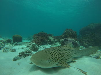 Fish swimming in sea