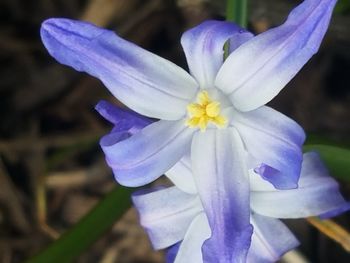 Close-up of purple iris blooming outdoors