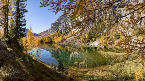 Foliage,lago federa, croda da lago, cortina d' ampezzo, dolomiti
