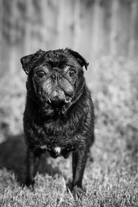 Portrait of dog sitting on field