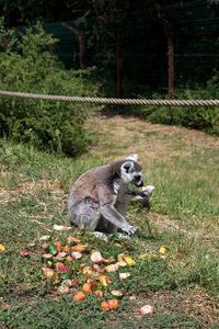 Monkey sitting on a rock