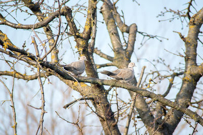 Low angle view of birds perching on tree