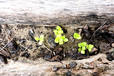 High angle view of plants growing on field