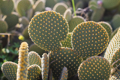 Green plant cactus