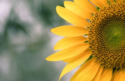 Close-up of sunflower