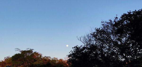 Low angle view of silhouette trees against clear blue sky