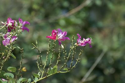 Close-up of pink flowering plant