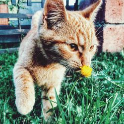 Close-up of cat sitting on grass