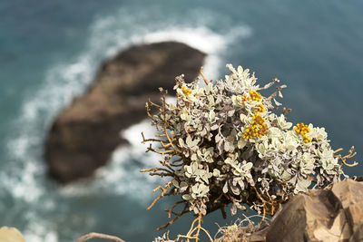 Ponta de sao lourenço route , madeira island