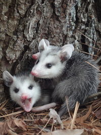 Possums by tree trunk in forest