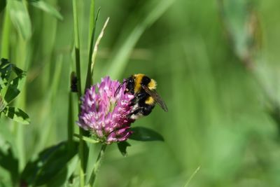 Close-up of butterfly pollinating on flower