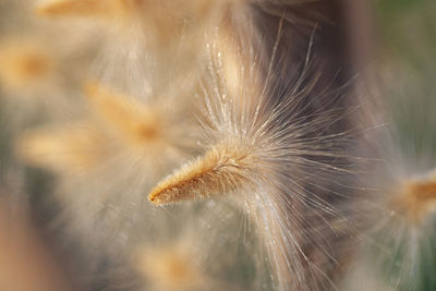 Close-up of dandelion on plant