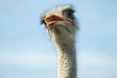 Close-up portrait of a ostrich against sky